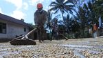 Ambyar! Harga Kopi Arabika Terus Merosot