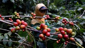 Ambyar! Harga Kopi Arabika Terus Merosot