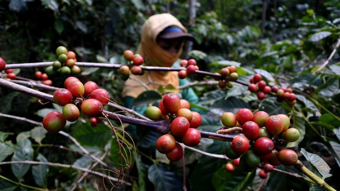 Mantap! Mesir Kini Jadi Langganan Kopi RI Mantap! Mesir Kini Jadi Langganan Kopi RI