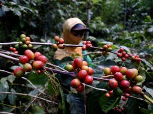 Ambyar! Harga Kopi Arabika Terus Merosot