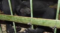 Petugas menerima satwa dilindungi berusia 1 tahun tersebut secara sukarela dari warga Kabupaten Lebak untuk direhabilitasi dan dilepasliarkan kembali ke habitatnya.