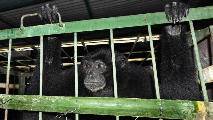 Hewan Dilindungi Ini Diserahkan Warga untuk Direhabilitasi Seekor siamang (Symphalangus syndactylus) diamankan petugas di Kantor BKSDA (Balai Konservasi Sumber Daya Alam) Banten, di Serang, Kamis (9/7/2020) malam. Petugas menerima satwa dilindungi berusia 1 tahun tersebut secara sukarela dari warga Kabupaten Lebak untuk direhabilitasi dan dilepasliarkan kembali ke habitatnya. ANTARA FOTO/Asep Fathulrahman/pras.