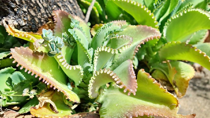 Kalanchoe daigremontiana or  devils backbone green succulent plant