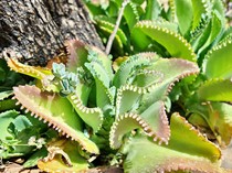 7 Manfaat Tanaman Cocor Bebek bagi Kesehatan dan Cara Menanamnya