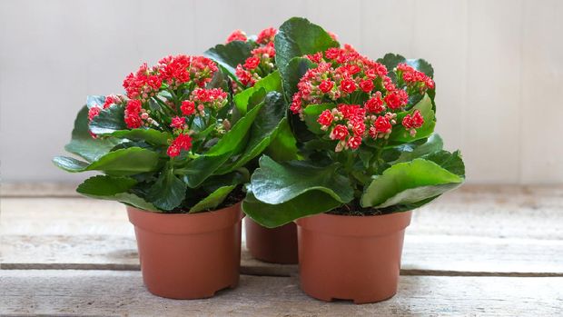 Close up shot of pilea leaves