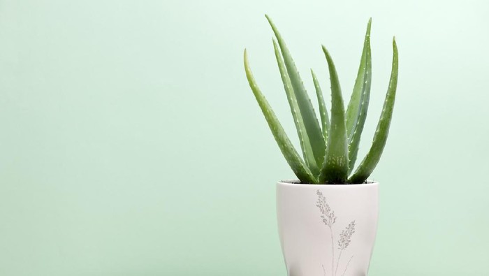 Ilustrasi tanaman lidah buaya an aloe vera plant