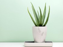 7 Cara Merawat Tanaman Lidah Buaya yang Benar agar Daunnya Tidak Menguning