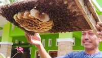 Terlihat hampir di setiap rumah warga di kampung tersebut terdapat sejumlah kotak lebah atau disebut stup. Bahkan terlihat juga di sekitar perkebunan warga (Dadang Hermansyah/detikcom)