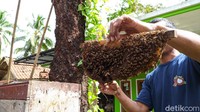 Warga yang budidaya lebah penghasil madu ini tergabung dalam kelompok tani hutan (KTH) Bina Lestari, yang terdiri dari 92 anggota. Setiap anggota memiliki 20 sampai 30 kotak sarang lebah (Dadang Hermansyah/detikcom)