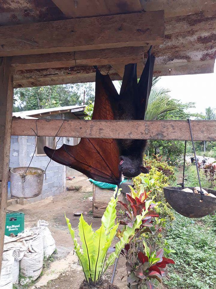 kelelawar raksasa