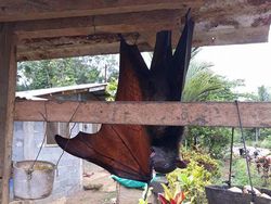 Kelelawar Raksasa Langka, Ukurannya Nyaris Sebesar Manusia