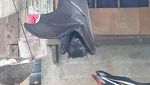 Wow! Kelelawar Raksasa Ini Ukurannya Sebesar Manusia