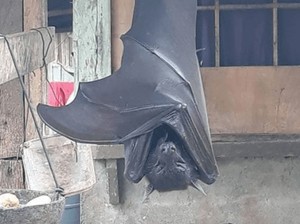 Viral Kelelawar Disebut Sebesar Manusia, Sungguhan Ada