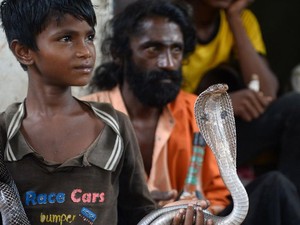 Lebih dari Satu Juta Orang Meninggal karena Gigitan Ular di India