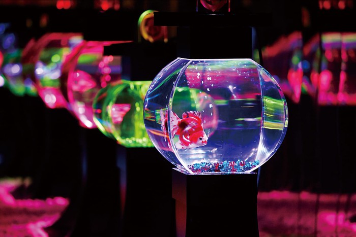 Lihat 30 Ribu Ikan Mas Koki Berenang di Art Aquarium Tokyo Lihat 30 Ribu Ikan Mas Koki Berenang di Art Aquarium Tokyo