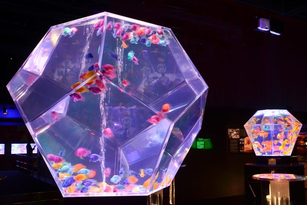 Ikan mas koki yang dipamerkan di akuarium ini pun terdiri atas berbagai jenis, mulai dari ikan mas koki yang mudah didapatkan di toko-toko sampai yang langka. (Foto: dok. Art Aquarium Japan) Ikan mas koki yang dipamerkan di akuarium ini pun terdiri atas berbagai jenis, mulai dari ikan mas koki yang mudah didapatkan di toko-toko sampai yang langka. (Foto: dok. Art Aquarium Japan)