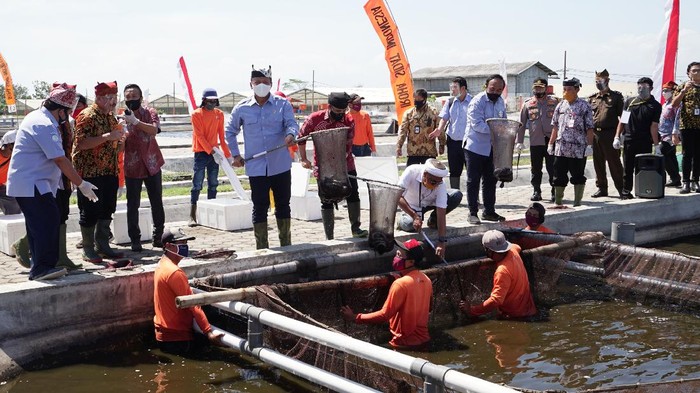 menteri kkp panen sidat