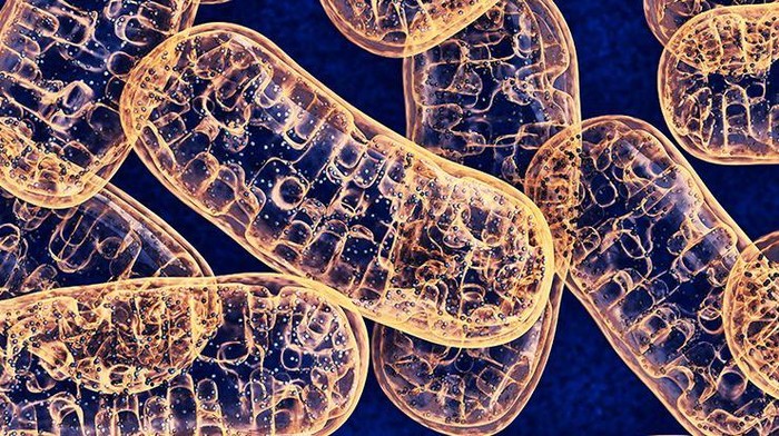 Mitokondria Mitokondria: Struktur,