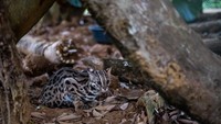 Selain trenggiling, Binturong, kucing macan tutul dan beberapa spesies musang sawit lainnya yang disita juga dirawat di pusat SVW.  