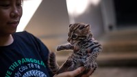 Dokter hewan Hoang Thi Thu Thuy membantu macan tutul yang baru diselamatkan untuk mandi matahari di pusat penyelamatan Satwa Liar Vietnam.  
