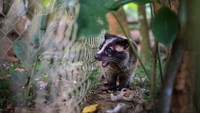 Musang palem Asia terlihat mencari makanan di pusat penyelamatan Satwa Liar Vietnam.  