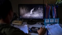 Tran juga memantau aktivitas pangolin menggunakan perangkap kamera di pusat penyelamatan Satwa Liar Vietnam.  