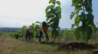 Teknik sistem alur dilakukan dengan membuat lubang berbentuk alur memanjang seperti parit dengan dimensi tertentu sebagai media tanam. Dok. SI