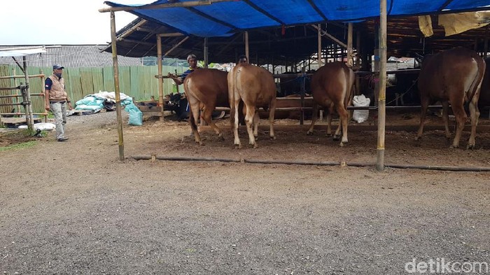 Penjualan hewan kurban di Cimahi