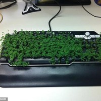 Nah kalau ini akibat salah satu karyawan yang terlalu lama liburan. Setelah dua minggu asik liburan, saat kembali ke kantor teman-teman kerjanya menjahili dirinya dengan menanam selada air di keyboard komputer miliknya. Foto: dok. IMGUR