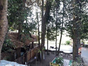 Slurpp! Menikmati Wedang Sereh Jahe di Rumah Pohon Asri