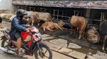 Senyum Manis SPG Hewan Kurban