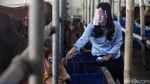 Senyum Manis SPG Hewan Kurban
