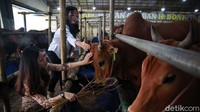Dua SPG itu juga akrab dengan sapi kurban yang dijajakan. Hal itu terlihat saat mereka memberikan makan dan mengelus kepala sapi kurban.