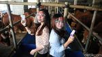 Senyum Manis SPG Hewan Kurban