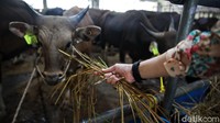 Beragam jenis sapi dijual di Mal Hewan Kurban Haji Doni.