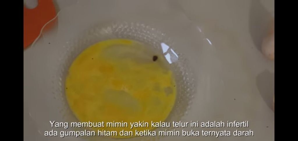 telur infertil mikroskop