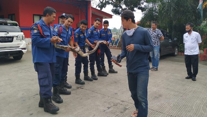 Ular yang lilit ABG di Tangsel hingga tewas ditangkap.