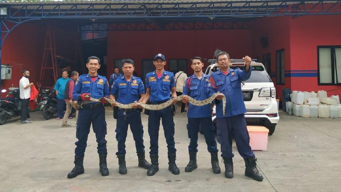 Ular yang lilit ABG di Tangsel hingga tewas ditangkap.