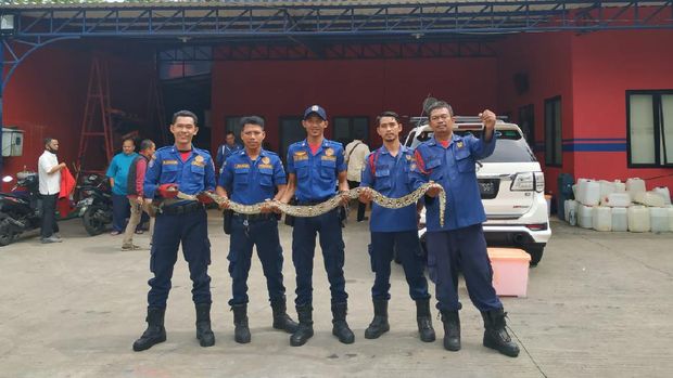 Ular yang lilit ABG di Tangsel hingga tewas ditangkap.