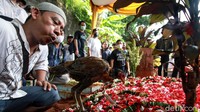Menurut pihak keluarga, pelepasan ayam tersebut sesuai tradisi karena yang meninggal masih berstatus perjaka atau belum menikah.  