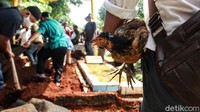 Salah seorang anggota keluarga membawa seekor ayam jantan untuk dilepaskan di atas makam Yodi Prabowo di TPU Sandratex, Ciputat Timur, Tangerang Selatan, Sabtu (11/7/2020). 