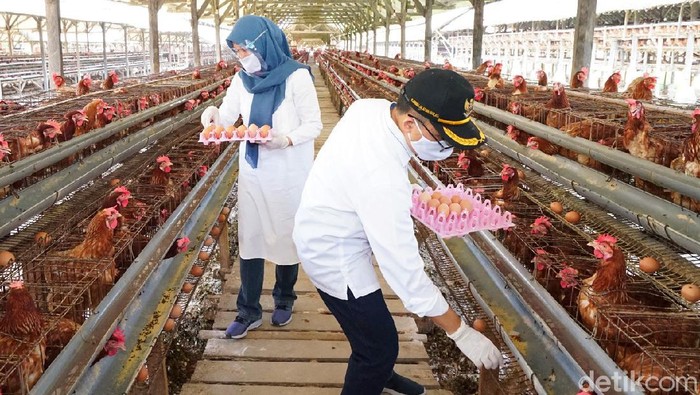 Banyuwangi Gelontor Telur hingga Buah ke Tenaga Kesehatan