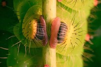 foto makro keren