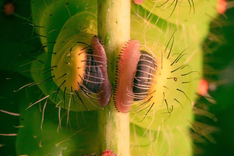 foto makro keren