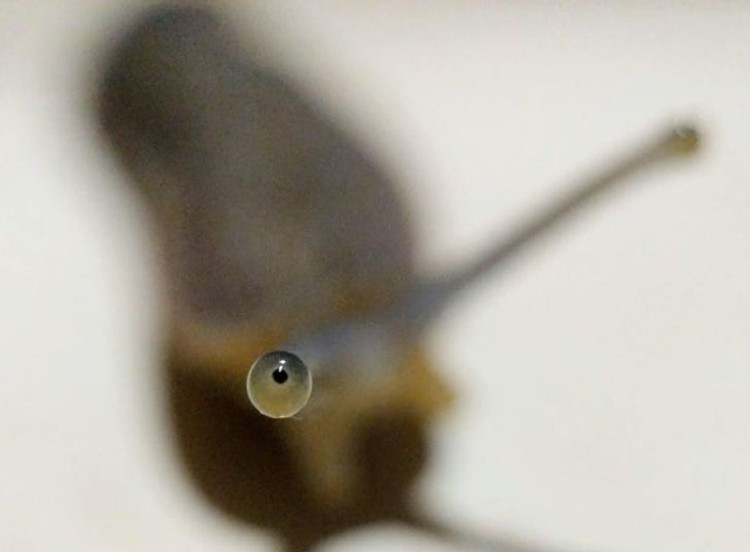 foto makro keren