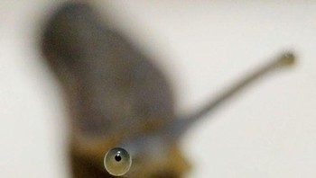 Mata siput. (Foto: Brightside)