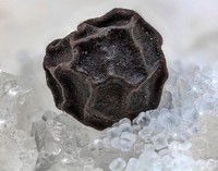 foto makro keren