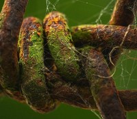 foto makro keren