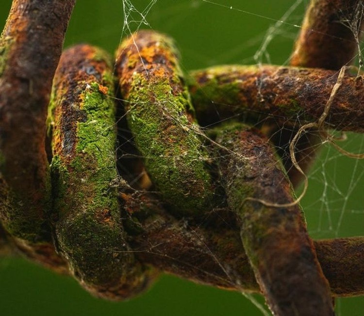 foto makro keren foto makro keren