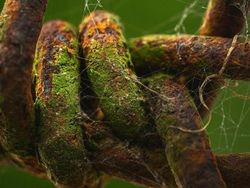 Foto Mengagumkan Benda Sekitar Pakai Lensa Makro